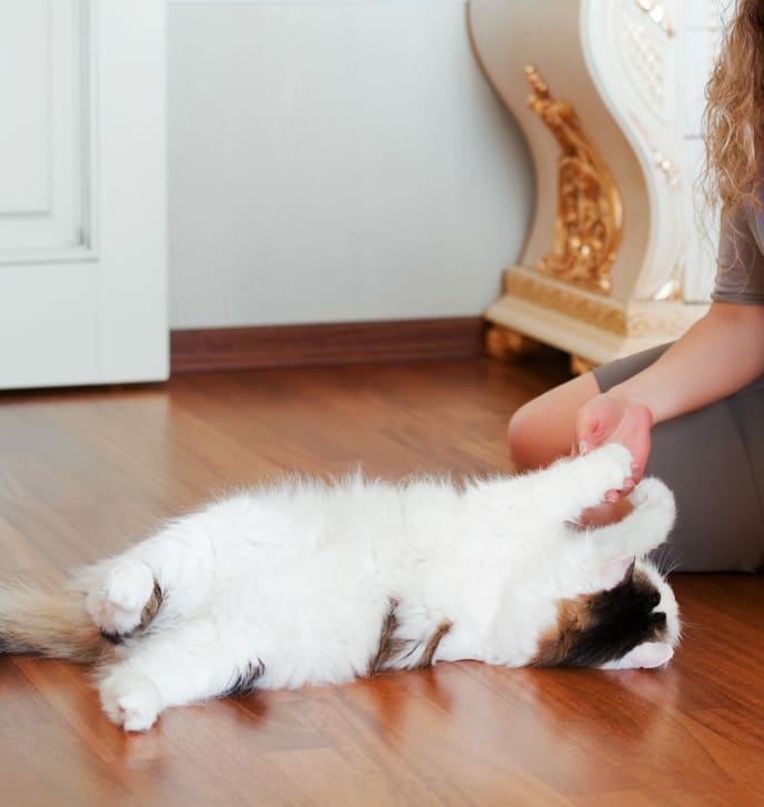 Ein weißer Kater mit braunen und schwarzen Flecken liegt auf dem Rücken auf einem Holzboden und spielt mit der Hand einer sitzenden Person, im Hintergrund eine Tür und ein verziertes Möbelstück